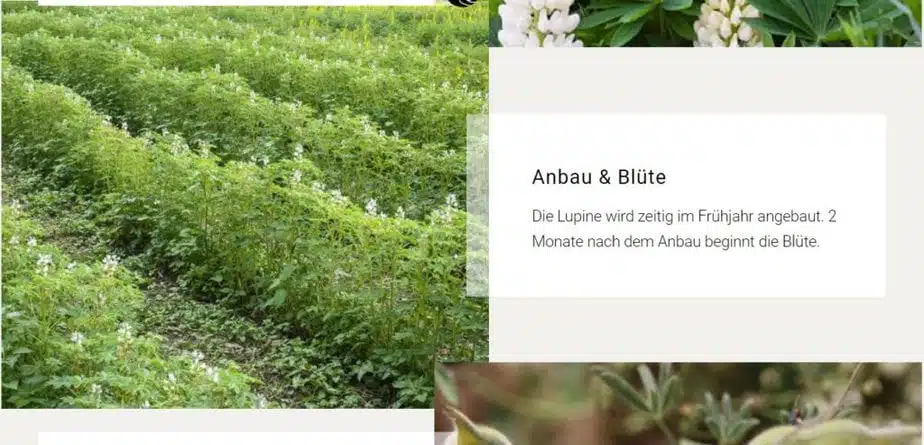 Lupinenkaffee Info