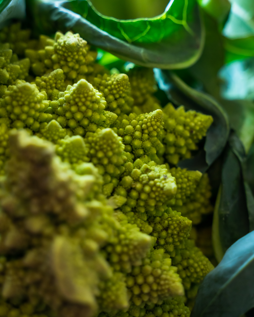 Romanesco frisch vom Feld