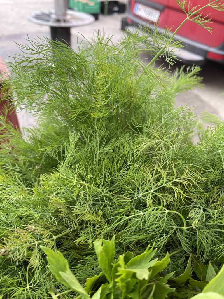 Frische Dille am Marktstand